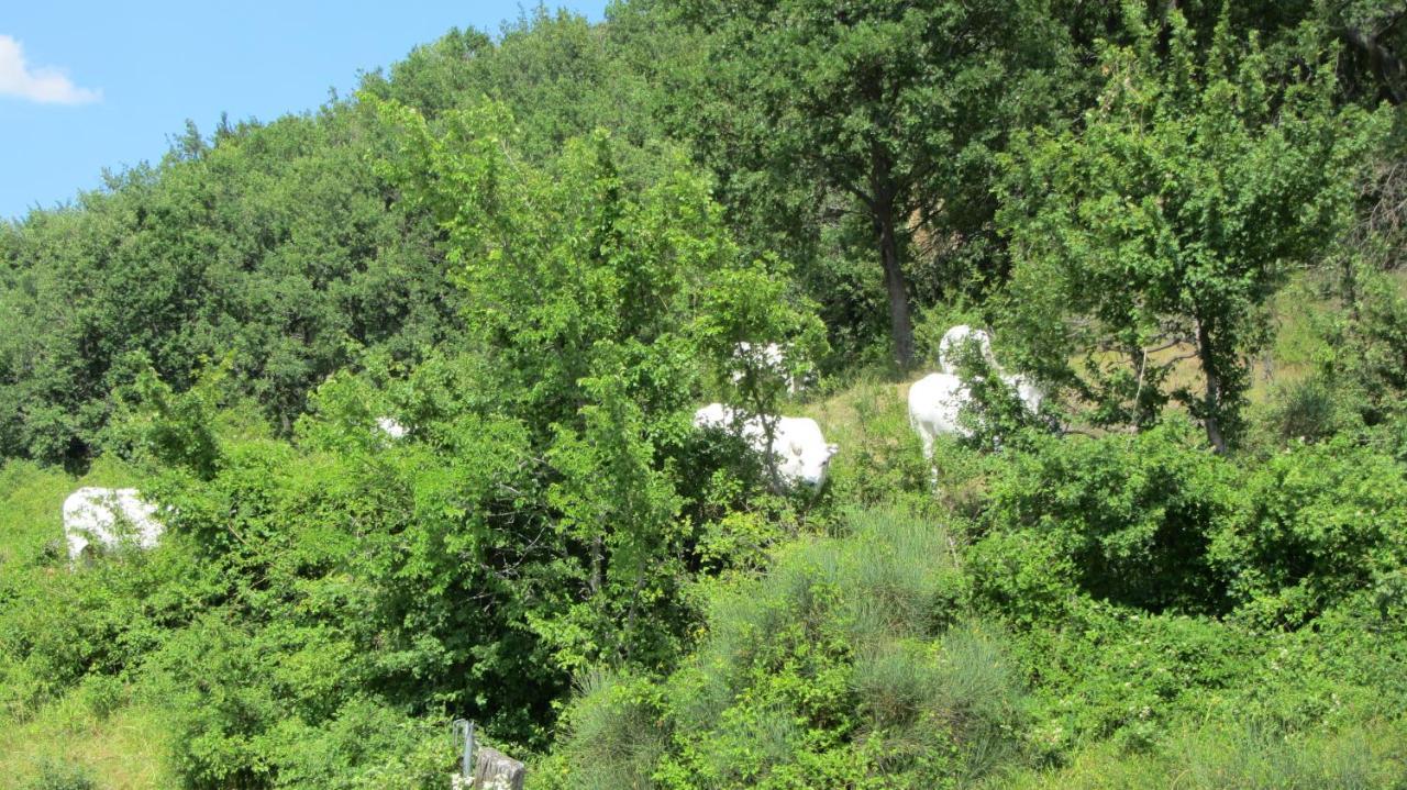 Casale Le Fontanelle Monte Grimano Terme Exterior foto